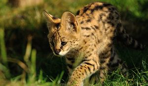 Preview wallpaper serval, predator, grass, color