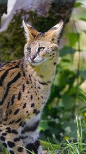 Preview wallpaper serval, wild cat, cat, spots, predator