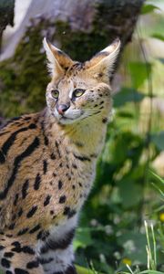 Preview wallpaper serval, wild cat, cat, spots, predator