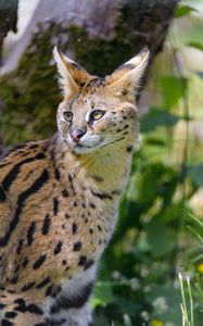 Preview wallpaper serval, wild cat, cat, spots, predator