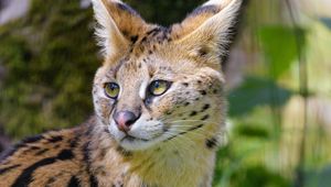 Preview wallpaper serval, wild cat, cat, spots, predator