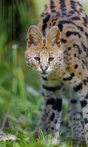 Preview wallpaper serval, wild cat, cat, spots, predator, glance