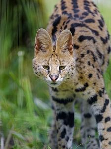 Preview wallpaper serval, wild cat, cat, spots, predator, glance