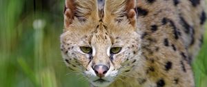 Preview wallpaper serval, wild cat, cat, spots, predator, glance