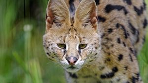 Preview wallpaper serval, wild cat, cat, spots, predator, glance