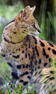 Preview wallpaper serval, wild cat, cat, spots, predator, grass