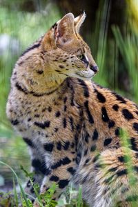 Preview wallpaper serval, wild cat, cat, spots, predator, grass