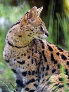 Preview wallpaper serval, wild cat, cat, spots, predator, grass