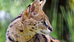 Preview wallpaper serval, wild cat, cat, spots, predator, grass