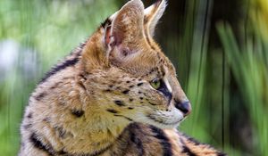 Preview wallpaper serval, wild cat, cat, spots, predator, grass