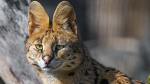 Preview wallpaper serval, wild cat, predator, animal
