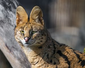Preview wallpaper serval, wild cat, predator, animal