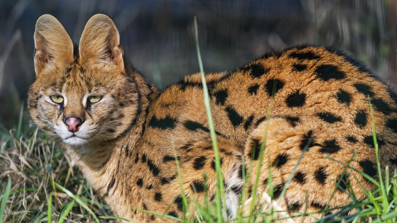 Wallpaper serval, wild cat, predator, animal, ears