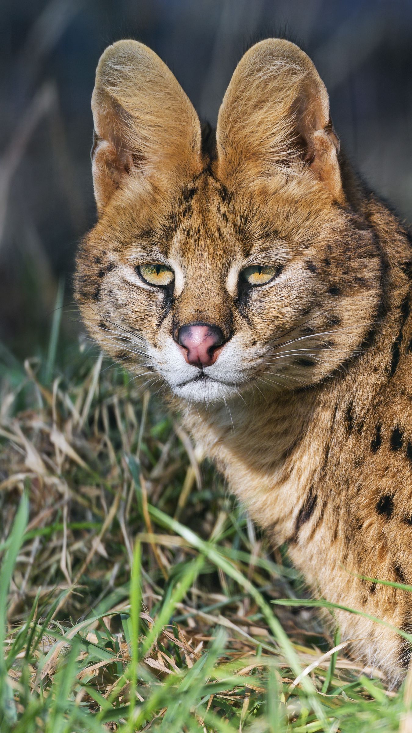 Download wallpaper 1350x2400 serval, wild cat, predator, animal, ears ...