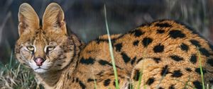 Preview wallpaper serval, wild cat, predator, animal, ears