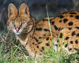 Preview wallpaper serval, wild cat, predator, animal, ears