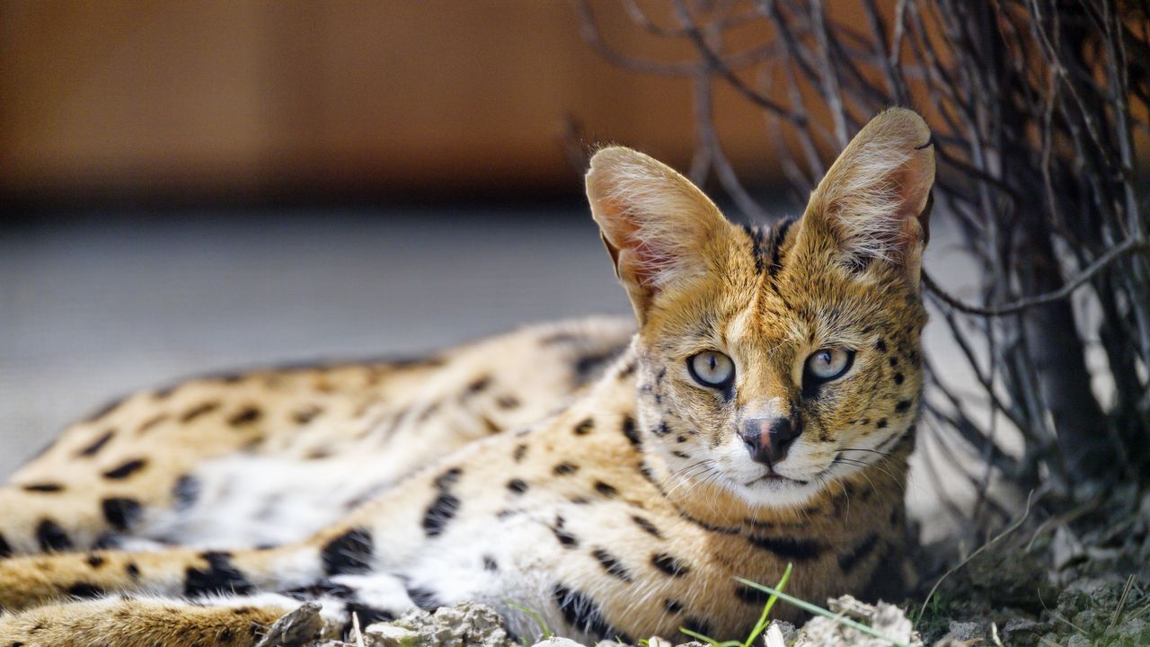 Wallpaper serval, wild cat, spots, predator, glance