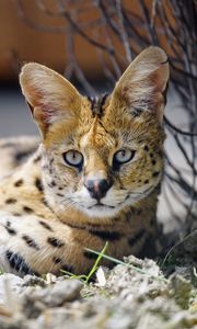 Preview wallpaper serval, wild cat, spots, predator, glance