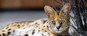 Preview wallpaper serval, wild cat, spots, predator, glance