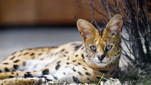 Preview wallpaper serval, wild cat, spots, predator, glance