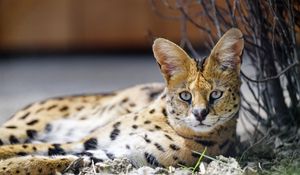 Preview wallpaper serval, wild cat, spots, predator, glance
