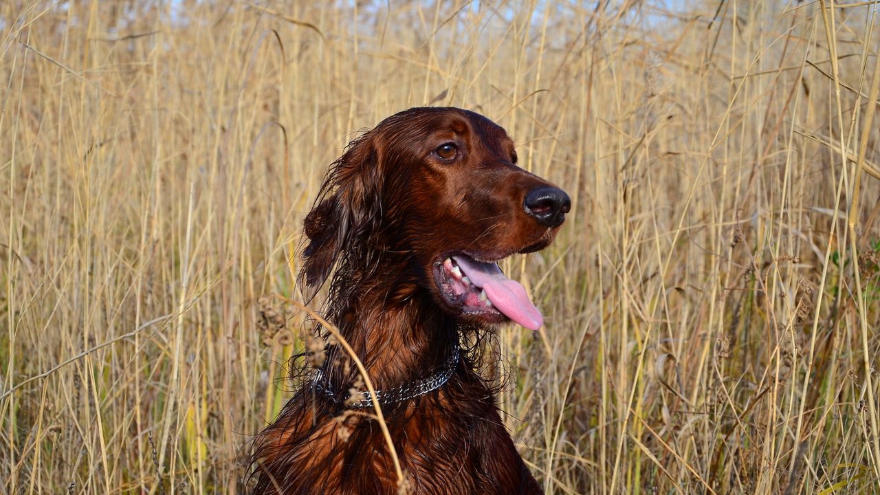 Wallpaper setter, dog, grass, stand, rest