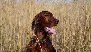 Preview wallpaper setter, dog, grass, stand, rest