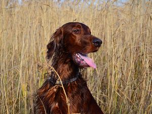 Preview wallpaper setter, dog, grass, stand, rest