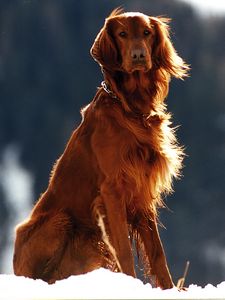 Preview wallpaper setter, dog, snow, wind