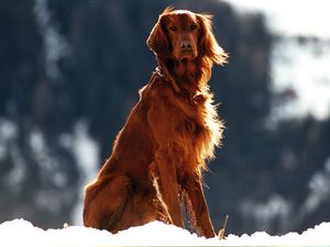 Preview wallpaper setter, dog, snow, wind