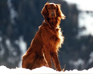 Preview wallpaper setter, dog, snow, wind
