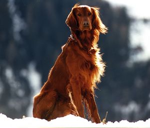 Preview wallpaper setter, dog, snow, wind