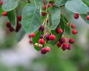 Preview wallpaper shadbush, berries, leaves, blur