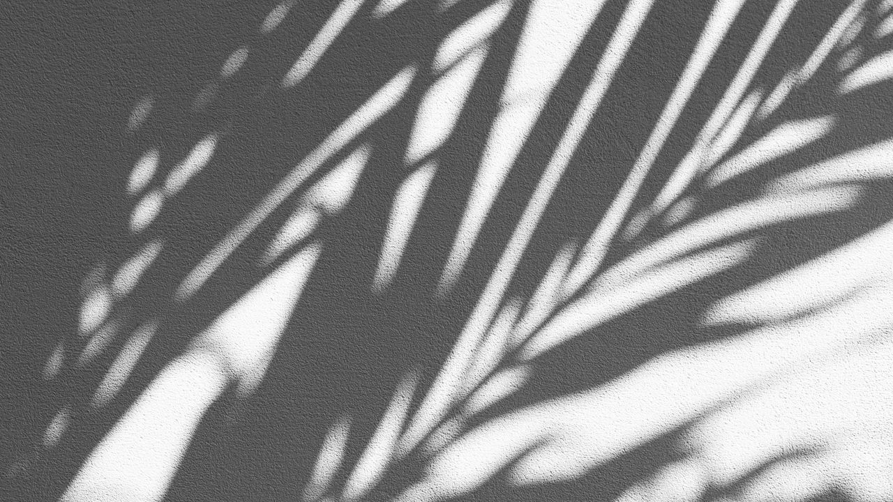 Wallpaper shadow, palm, wall, branches