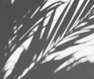 Preview wallpaper shadow, palm, wall, branches