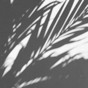 Preview wallpaper shadow, palm, wall, branches