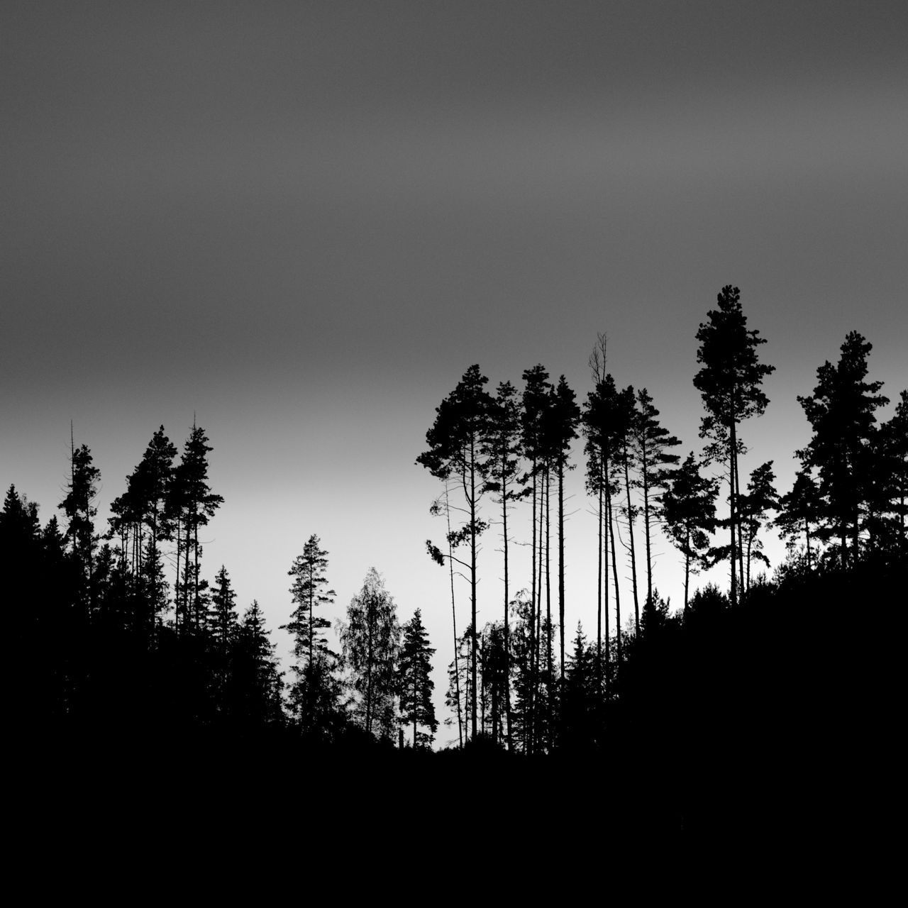 1280x1280 Wallpaper shadows, silhouettes, trees, forest, sky, dark, black