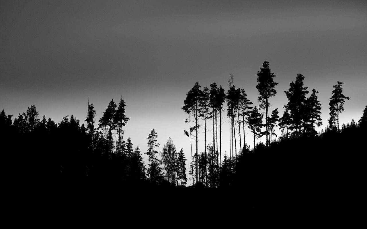 1280x800 Wallpaper shadows, silhouettes, trees, forest, sky, dark, black