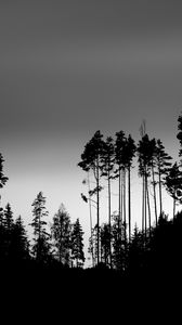 Preview wallpaper shadows, silhouettes, trees, forest, sky, dark, black