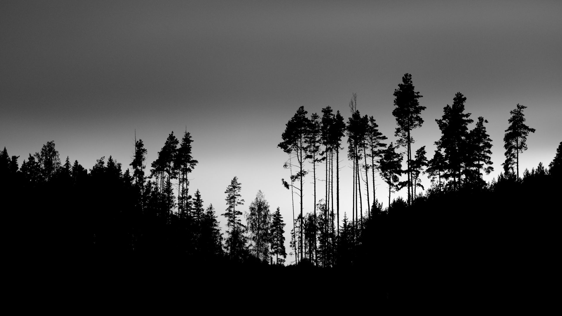 1920x1080 Wallpaper shadows, silhouettes, trees, forest, sky, dark, black