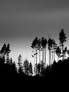 Preview wallpaper shadows, silhouettes, trees, forest, sky, dark, black