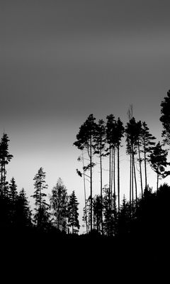 240x400 Wallpaper shadows, silhouettes, trees, forest, sky, dark, black