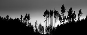 Preview wallpaper shadows, silhouettes, trees, forest, sky, dark, black