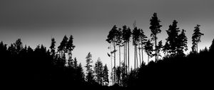 Preview wallpaper shadows, silhouettes, trees, forest, sky, dark, black
