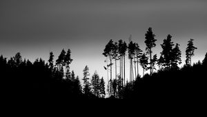 Preview wallpaper shadows, silhouettes, trees, forest, sky, dark, black