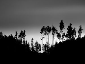 Preview wallpaper shadows, silhouettes, trees, forest, sky, dark, black