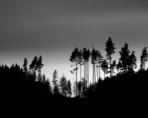 Preview wallpaper shadows, silhouettes, trees, forest, sky, dark, black
