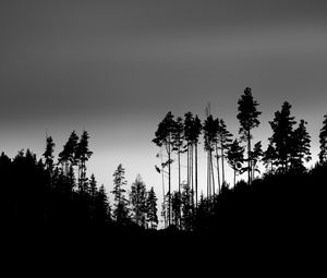 Preview wallpaper shadows, silhouettes, trees, forest, sky, dark, black