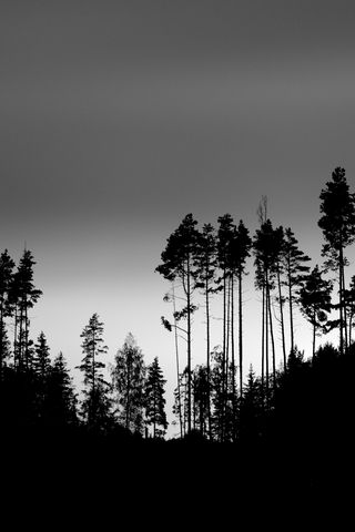 320x480 Wallpaper shadows, silhouettes, trees, forest, sky, dark, black