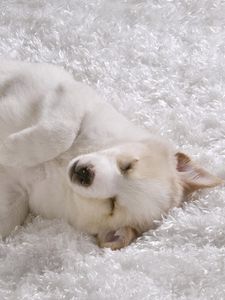 Preview wallpaper shaggy rug, white dog, puppy